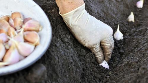 Что такое яровой чеснок и как его правильно выращивать: пошаговое руководство и секреты опытных огородников