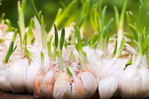 Весенняя посадка ярового чеснока: все, что нужно знать начинающим садоводам 04