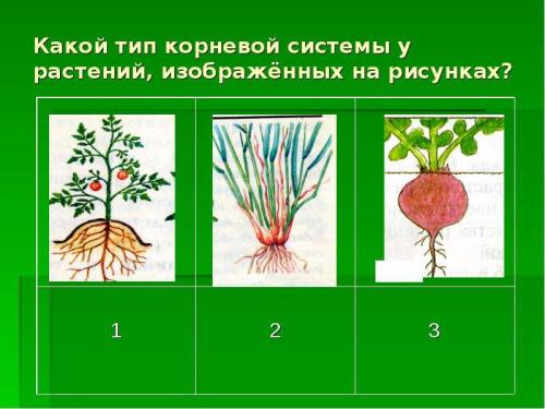 Различия корневой системы клевера лугового и ползучего: анализ и сравнение 02 Различия корневой системы клевера лугового и ползучего: анализ и сравнение 02