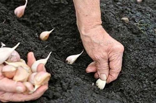 Весенняя посадка ярового чеснока: все, что нужно знать начинающим садоводам 05