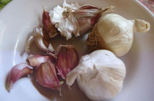 Как правильно выбрать сорт ярового чеснока для весенней посадки. Как выбрать сорт чеснока для весенней посадки