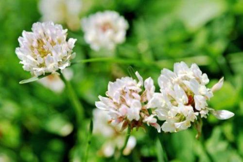 Клевер ползучий применение. Клевер белый (ползучий)