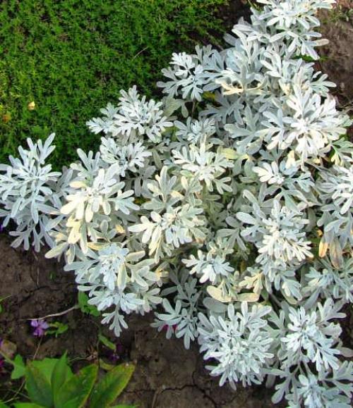 Выращивание декоративной полыни в саду 01 Выращивание декоративной полыни в саду 01