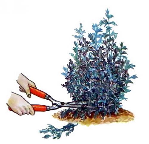 Полынь декоративная обрезка. Посадка и уход за полынью божье дерево — занятие для ленивых!