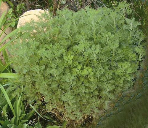 Полынь декоративная обрезка. Посадка и уход за полынью божье дерево — занятие для ленивых!