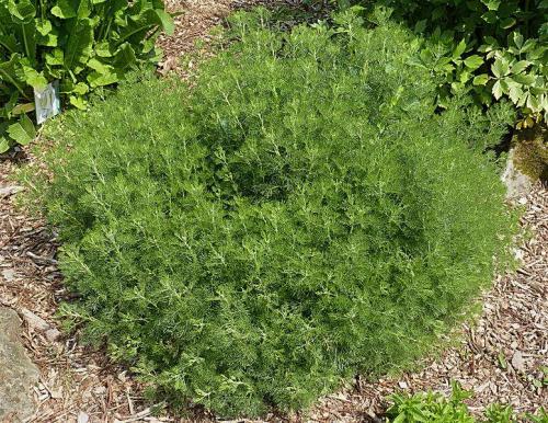 Полынь декоративная обрезка. Посадка и уход за полынью божье дерево — занятие для ленивых!