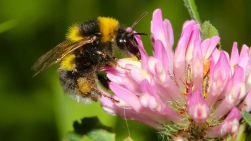 Какие цветы выращиваются в моём саду для привлечения мелких млекопитающих. Цветы для привлечения пчел в саду