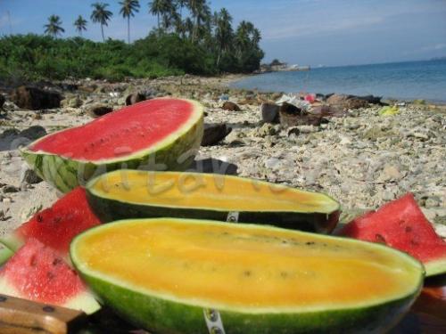 Оранжевый арбуз. Всё-всё-всё об арбузах в тропиках