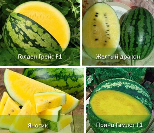 С чем скрещен желтый арбуз. Характеристика желтых арбузов