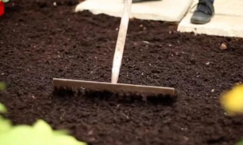 Как вырастить тимьян на участке. Способы выращивания на даче 13