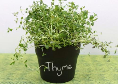Как вырастить тимьян на участке. Способы выращивания на даче 12