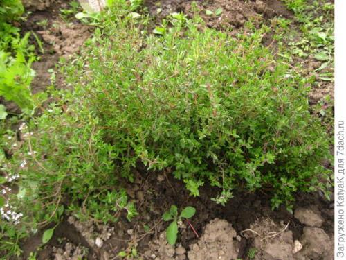 Тимьян медовый аромат выращивание. Тимьян овощной Медок, он же чабрец - ароматная пряность!