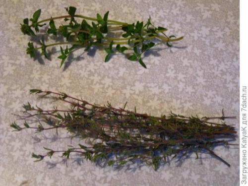 Тимьян медовый аромат выращивание. Тимьян овощной Медок, он же чабрец - ароматная пряность!