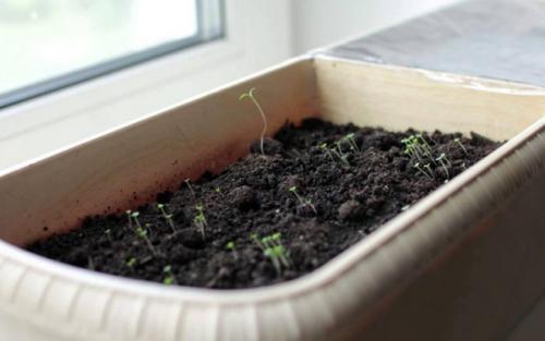 Тимьян на подоконнике. Что нужно для выращивания тимьяна на подоконнике