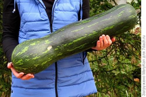 Тыква мускатная - описание. Тыква мускатная 'Семейная'