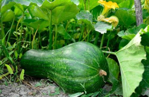 Что такое мускатная тыква. Мускатная тыква. Сорта, фото, описание, отзывы