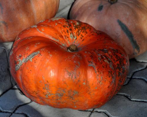 Что такое мускатная тыква. Мускатная тыква. Сорта, фото, описание, отзывы