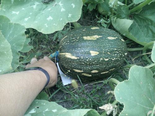 Что такое мускатная тыква. Мускатная тыква. Сорта, фото, описание, отзывы