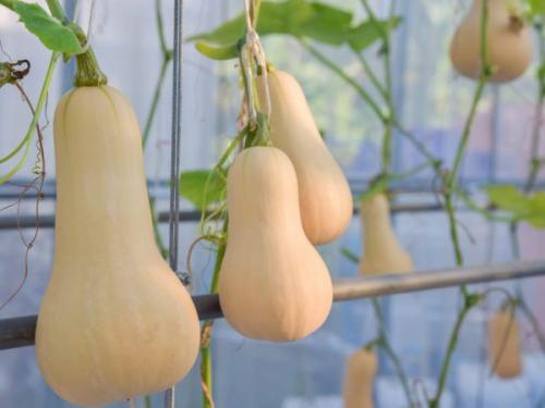 Что такое мускатная тыква. Мускатная тыква. Сорта, фото, описание, отзывы