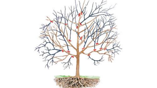 Обрезка и формирование плодовых деревьев. Различные методы обрезки