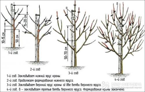 Как правильно обрезать грушу для снижения кроны дерева 02