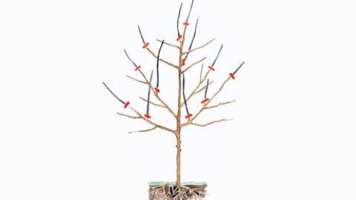 Обрезка и формирование плодовых деревьев. Различные методы обрезки