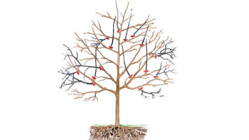 Обрезка и формирование плодовых деревьев. Различные методы обрезки