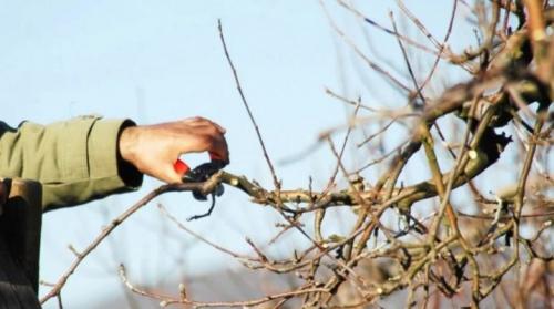 Как формировать дерево, чтобы оно было компактным и плодоносящим. Все, что нужно знать о формировании яблонь