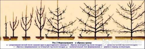 Как правильно обрезать грушу для снижения кроны дерева 01