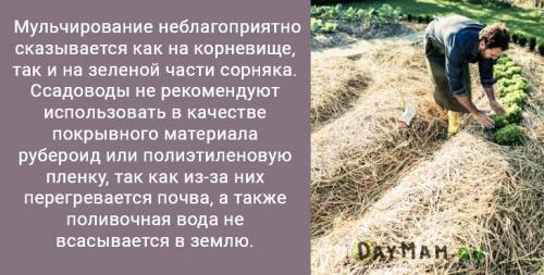 Как убрать траву с участка. Как избавиться от сорняков на даче навсегда? Очистить участок от травы — просто!
