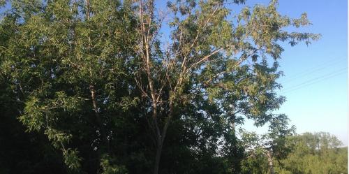 Как вывести корни клена с участка. Чем уничтожить корень клена