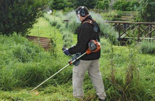 Как вывести корни клена с участка. Чем уничтожить корень клена