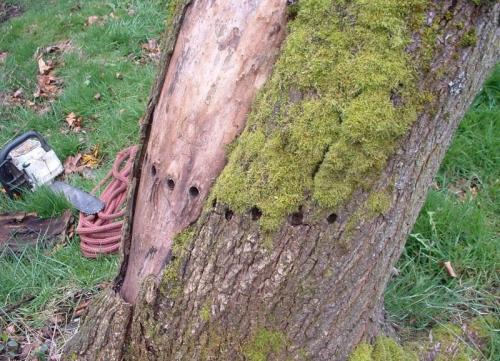 Как избавиться от американского клена на участке. Зачищаем сад от крупных сорняков —, как избавиться от американского клена