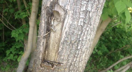 Как вывести корни клена с участка. Чем уничтожить корень клена