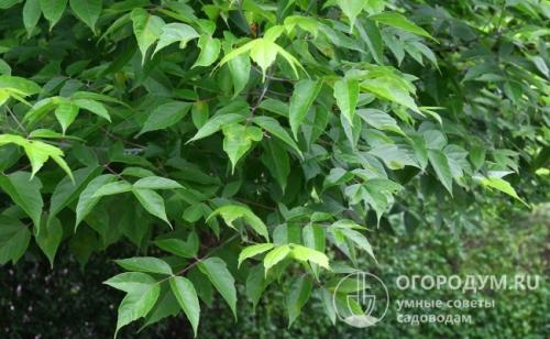 Как остановить рост клена. Как избавиться от клена на участке