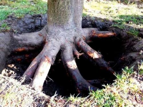 Как вывести корни клена с участка. Чем уничтожить корень клена