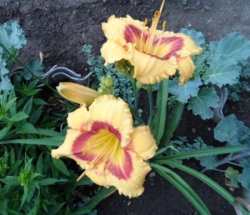 Можно ли пересаживать лилейники осенью. Как пересадить лилейник осенью.