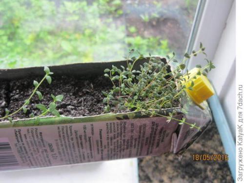 Тимьян медовый аромат выращивание. Тимьян овощной Медок, он же чабрец - ароматная пряность!