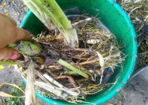 Можно ли пересаживать лилейники осенью. Как пересадить лилейник осенью.