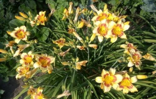 Можно ли пересаживать лилейники осенью. Как пересадить лилейник осенью.