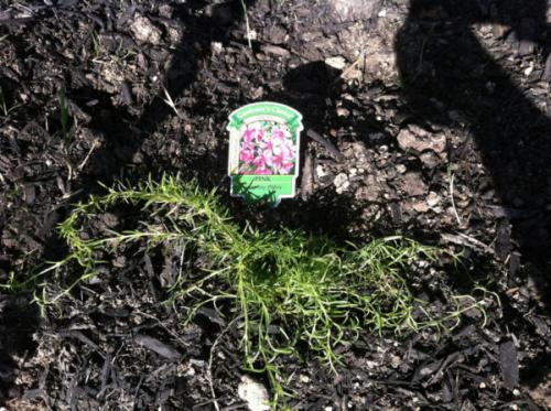 Пересадка флоксов осенью. Можно ли сажать флоксы осенью