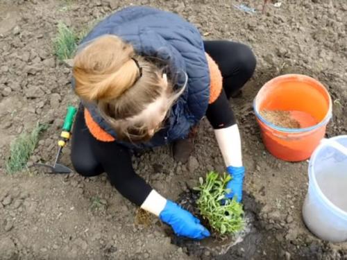 Пересадка флоксов осенью. Можно ли сажать флоксы осенью