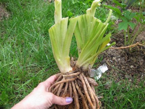 Пересадка лилейника после цветения. Когда пересаживать