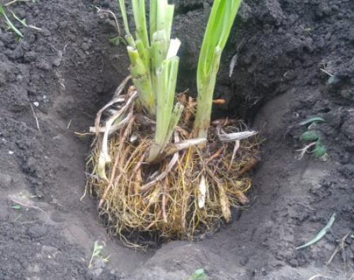 Можно ли пересаживать лилейники осенью. Как пересадить лилейник осенью.