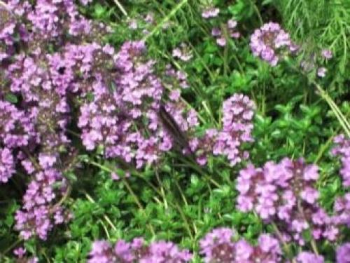 Выращивание тимьяна на участке. Семенами