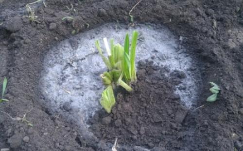 Можно ли пересаживать лилейники осенью. Как пересадить лилейник осенью.