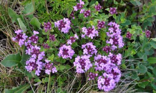 Тимьян выращивание в сибири. Немного о чабреце