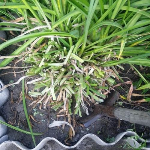 Можно ли пересаживать лилейники осенью. Как пересадить лилейник осенью.