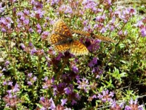 Выращивание тимьяна на участке. Семенами 01