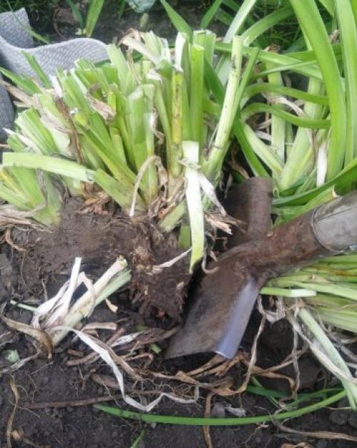 Можно ли пересаживать лилейники осенью. Как пересадить лилейник осенью.